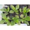 CRASSULA OVATA `JADE` : TRAY WITH SIX ROOTED PLANTS    ( succulent plants )