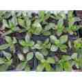 CRASSULA OVATA `JADE` : TRAY WITH SIX ROOTED PLANTS    ( succulent plants )