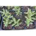 DELOSPERMA ECHINATUM `PICKLE SUCCULENT ) ` : TRAY WITH SIX ROOTED PLANTS    ( succulent plants )