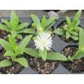 DELOSPERMA SUCCULENT - WHITE FLOWERS - TRAY WITH SIX ROOTED PLANTS ( succulent plants )