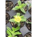 DELOSPERMA SUCCULENT - YELLOW FLOWERS - TRAY WITH SIX ROOTED PLANTS ( succulent plants )