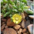 DELOSPERMA SUCCULENT - YELLOW FLOWERS - TRAY WITH SIX ROOTED PLANTS ( succulent plants )