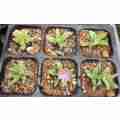 DELOSPERMA SUCCULENT - PURPLE FLOWERS - TRAY WITH SIX ROOTED PLANTS ( succulent plants )