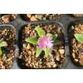 DELOSPERMA SUCCULENT - PURPLE FLOWERS - TRAY WITH SIX ROOTED PLANTS ( succulent plants )