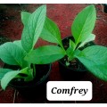 Comfrey plant