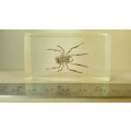 Real Spider ! In Resin, Lucite Specimens - With Silver Legs