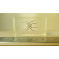 Real Spider ! In Resin, Lucite Specimens - With Silver Legs