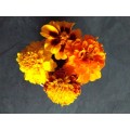 Marigold flower seed - mixed (at least 500 flower seeds per order)