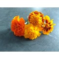 Marigold flower seed - mixed (at least 500 flower seeds per order)