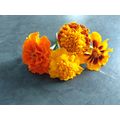 Marigold flower seed - mixed (at least 500 flower seeds per order)