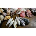 Beautiful Collection Sea Shells..