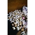 Beautiful Collection Sea Shells..