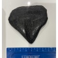 LARGE SHARK MEGALODON TOOTH - 7cm by 7cm -