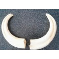 Beautiful Warthog Teeth 8 cm each - only 2 tusks available
