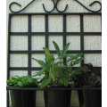 Herb wall Garden shelf