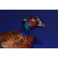 Royal Doulton Cock Pheasant (Prestige) HN2632