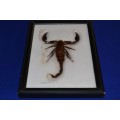 Scorpion Taxidermy Display - Framed Behind Glass