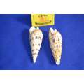 Marlin Spike Natural Sea Shells (Terebra Naculata)