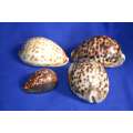 Various Cowrie Shells, Snakehead Cowrie, Tiger Cowrie and Philippines Cowrie