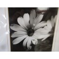 BEAUTIFUL PHOTO OF A CLOSE UP FLOWER  BLACK AND WHITE