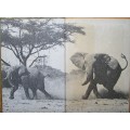 A Struggle for Survival the Elephant Problem