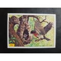 Figurine Panini Birds Sticker #262 (1979)