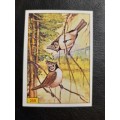 Figurine Panini Birds Sticker #259 (1979)