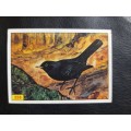 Figurine Panini Birds Sticker #256 (1979)