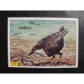 Figurine Panini Birds Sticker #242 (1979)