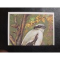 Figurine Panini Birds Sticker #239 (1979)