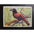 Figurine Panini Birds Sticker #237 (1979)