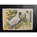 Figurine Panini Birds Sticker #227 (1979)
