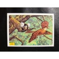 Figurine Panini Birds Sticker #225 (1979)
