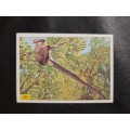 Figurine Panini Birds Sticker #201 (1979)