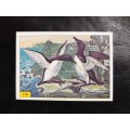 Figurine Panini Birds Sticker #176 (1979)