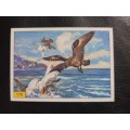 Figurine Panini Birds Sticker #170 (1979)