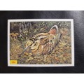 Figurine Panini Birds Sticker #164 (1979)