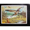 Figurine Panini Birds Sticker #163 (1979)