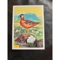 Figurine Panini Birds Sticker #162 (1979)