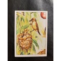 Figurine Panini Birds Sticker #153 (1979)