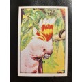 Figurine Panini Birds Sticker #139 (1979)