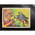 Figurine Panini Birds Sticker #133 (1979)