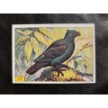 Figurine Panini Birds Sticker #131 (1979)