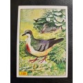 Figurine Panini Birds Sticker #129 (1979)