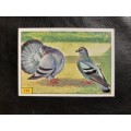 Figurine Panini Birds Sticker #125 (1979)