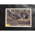 Figurine Panini Birds Sticker #115 (1979)
