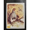 Figurine Panini Birds Sticker #100 (1979)