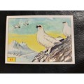 Figurine Panini Birds Sticker #97 (1979)