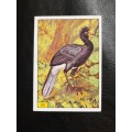 Figurine Panini Birds Sticker #92 (1979)