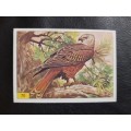 Figurine Panini Birds Sticker #70 (1979)